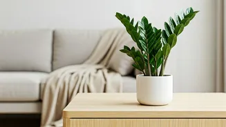 ZZ Plants Become The Standard Choice Housewarming Gift For Renters