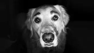 Why Urban Dogs Suffer Thunderstorm Anxiety And How Sound Therapy Fixes It