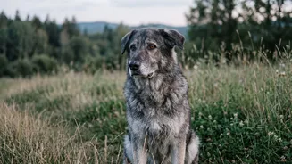 DNA Study On Why Large Dogs Age Faster: Large Breeds Showed More Methylation Loss