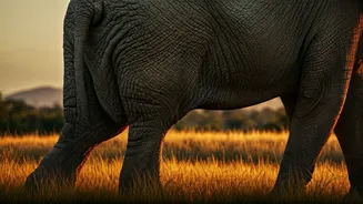 Why Can't Elephants Jump? Unpacking the Anatomy and Evolution of a Mighty Mammal