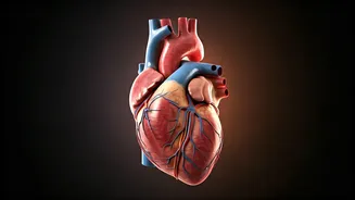 Heart Attacks: Decoding the 4 Key Risk Factors