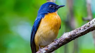 South Andaman's Rainforest Birding Trail: Nature Travellers Need Guide Quality before Booking a Rainforest Birding Break