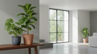 Planning Houseplant Shopping Should Not Leave Window Direction To Chance