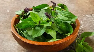 Growing Fresh Herbs In Monsoon: Simple Balcony Hacks For Mint And Basil
