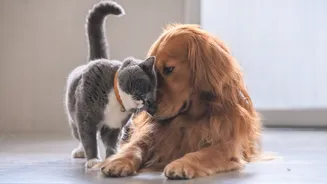 Animais de estimação são os maiores aliados da saúde mental; entenda