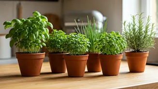Five Herb Pots Can Upgrade Your Kitchen