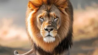 A New Chapter For Asiatic Lions As Gujarat's Barda Sanctuary Hosts 17