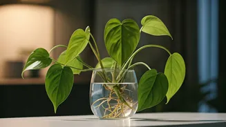 Glass Vessel Philodendron Propagation Is Ultimate Apartment Aesthetic