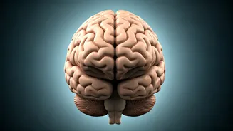 Understanding Brain Aneurysms: Causes and Risks