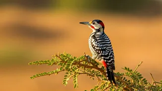 Jaisalmer Rejoices: Rare Woodpecker Spotted!