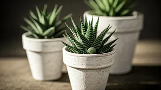 Upcycle Weathered Clay Pots Into Minimalist Indoor Succulent