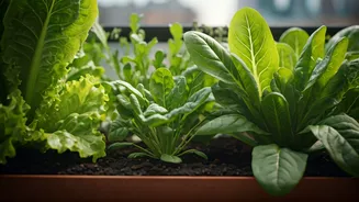 Balcony Salad Gardens Are Winning City Food Lovers