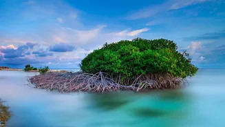 Coastal Mangrove Bio-Shield Restoration Protects Eastern Coast Habitats From Destructive Storm Surge Waves