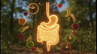 How gut health improvements are linked directly to midday chrononutrition eating habits