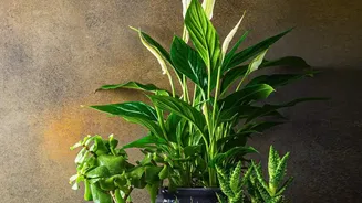 Place these plants for a better bedroom