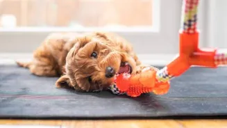 5 DIY pet toys you can make at home