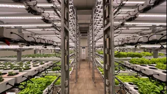 India's Agriculture to Focus on Resource Efficiency Over Land Ownership in the Next Decade