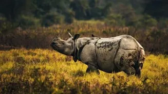 Assam seeks 10-km to 1-km ESZ cut around Kaziranga