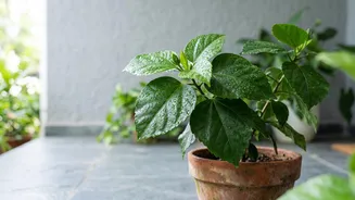 Keep Home Garden Plants Safe From Pests Naturally With Diluted Neem Oil Soapy Water
