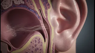 Apa Itu Patulous Eustachian Tube (PET)? Kenali Penyebab, Gejala, dan Penanganannya