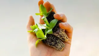 Protect Delicate Plant Roots Easily With This Beginners Guide To Repotting Soil Safely