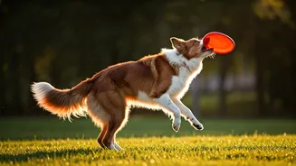 Active Dogs Need Activity-Based Food Plans Too