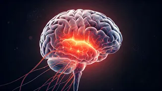 Beyond the Gym: Unveiling Creatine's Widespread Health Benefits for Everyone