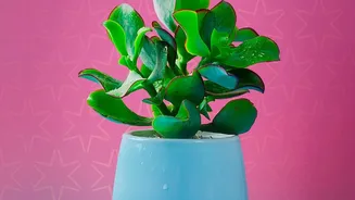 Pot Shape And Colour Should Complement The Plant Rather Than Overpower It Gives The Topic A Clearer Reader Angle