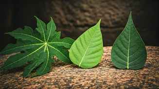 Unlock Your Health: 4 Homegrown Plants for Natural Wellness