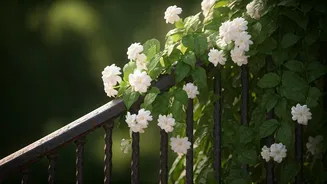 Jasmine On Railings Looks And Smells Unreal