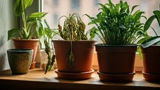 Winter Houseplant Woes: Expert Advice to Save Your Fading Foliage
