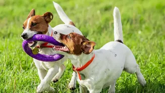 Dogs Can Use Treat Puzzles And Sniff Games To Add Mental Exercise To Indoor Routines