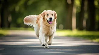 Morning Dog Runs Make Fitness More Social