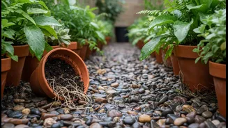 Monsoon Gardening Success Starts With Better Drainage Around Every Pot
