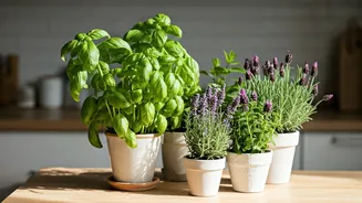 Kitchen-Counter Plants Make Homes Smell And Look Better