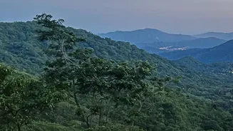 India's Forest Ecosystems May Respond Differently To Changing Rainfall, Research Suggests