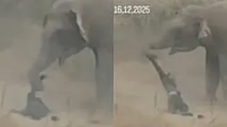 Youth Goes Near Elephant Herd For Selfie, Gets Trampled To Death By Ferocious Jumbo In Jharkhand's Ramgarh - VIDEO