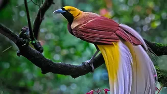 South Andaman's Rainforest Birding Trail Makes Low-Impact Etiquette Easier to Understand
