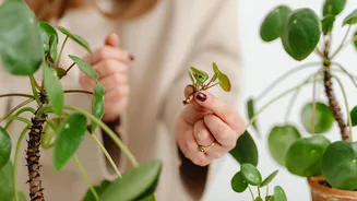 'É só uma mudinha': entenda por que pegar plantas pode ser crime