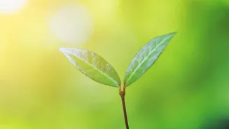 Latest Update On Where To Place A Lemon Plant For Good Sunlight
