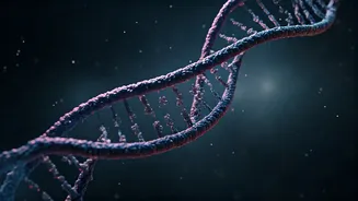 Life's Blueprint: DNA's 3D Organization Precedes Genetic Activation
