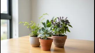 Start Small Enough To Notice What Each Plant Needs