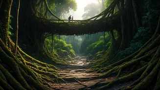 Root Bridges Are The Living Wonders Travellers Want