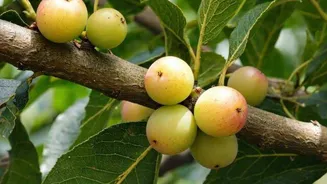 Kakadu plum: A superfruit packed with vitamin C