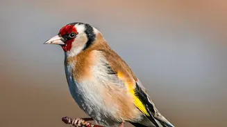 Eight Birdsong Patterns Appear Across Species From Many Habitats