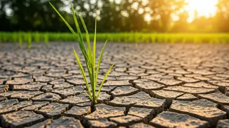 Weak Monsoon May Change What's On Your Plate