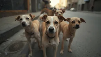 300 Dogs Found Dead in Pit Near Hyderabad; Locals Claim Mysterious Injections - Telangana Death Toll Hits 900