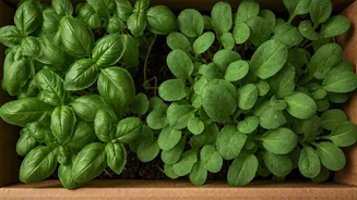 Sprout Organic Aromatic Microgreens Inside Leftover Delivery Boxes Privately
