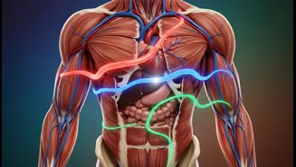 Different Types Of Movement Solve Different Problems Across The Body
