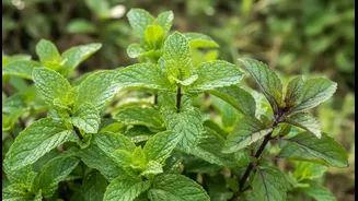 Edible Aromatic Plants Can Make Daily Care Feel More Rewarding